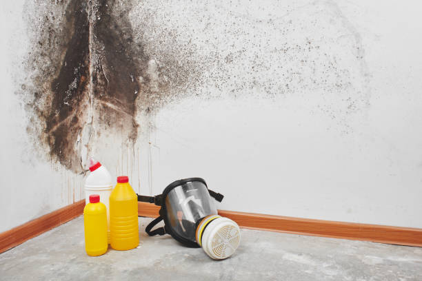 Best Professional Mold Removal  in Palmyra, WI