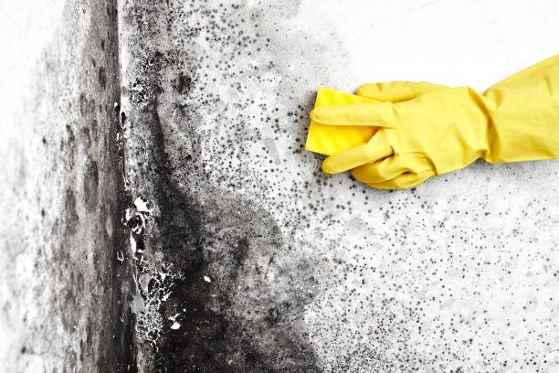 Crawl Space Mold Removal in Palmyra, WI