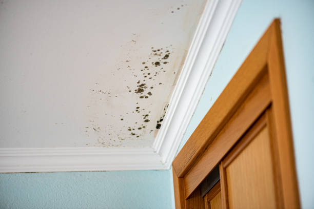 Best Fast Mold Removal  in Palmyra, WI