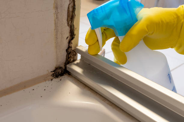 Home Mold Removal in Palmyra, WI