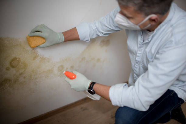 Office Mold Removal Services in Palmyra, WI