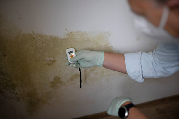 Best Certified Mold Removal  in Palmyra, WI