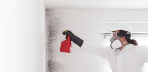 Best Mold Remediation Services  in Palmyra, WI