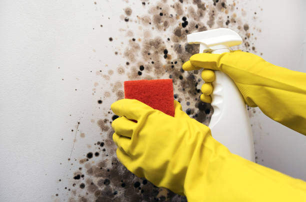 Best Mold Testing  in Palmyra, WI