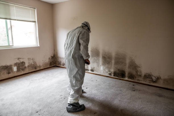 Best Black Mold Removal  in Palmyra, WI