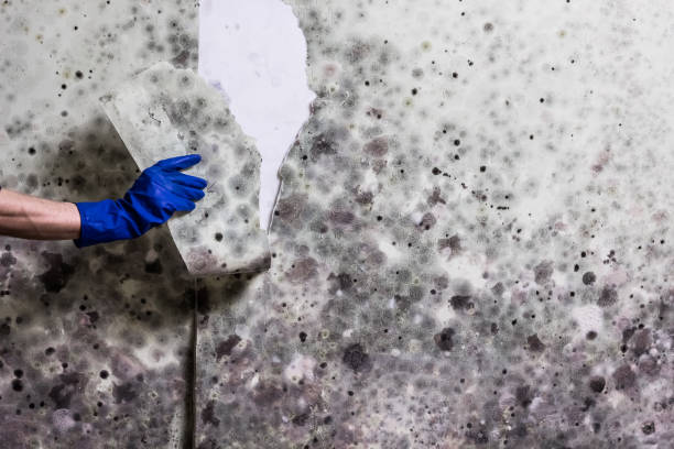 Best Home Mold Removal  in Palmyra, WI