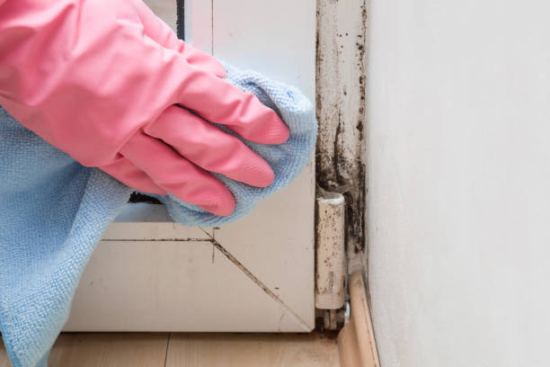 Best Home Mold Removal  in Palmyra, WI